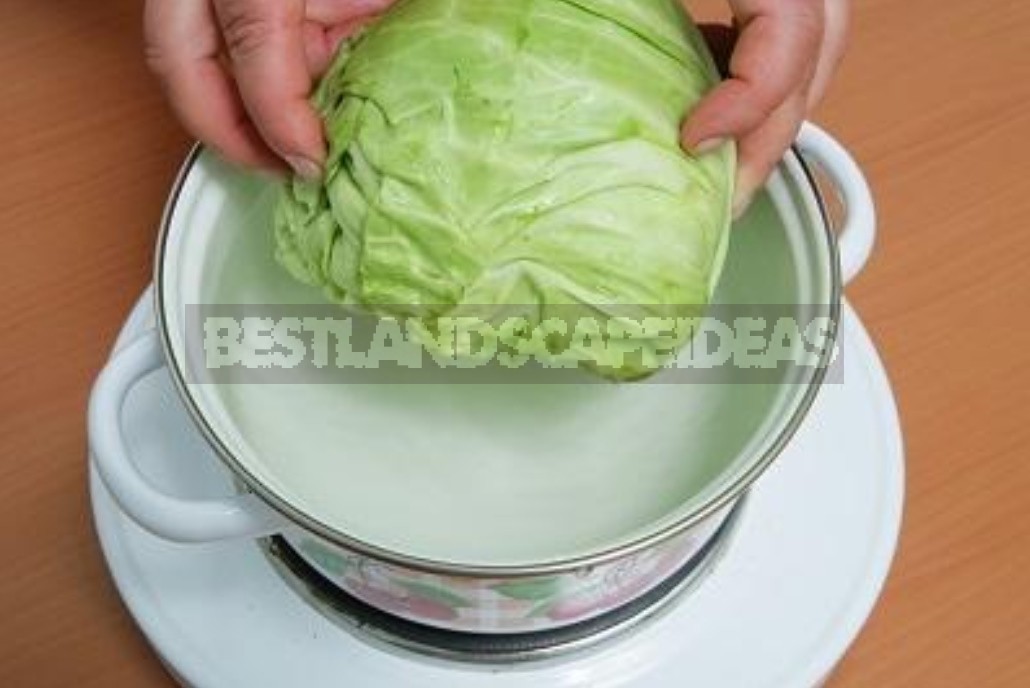 Stuffed Cabbage With Mushrooms. A Traditional Dish Of Lenten Table