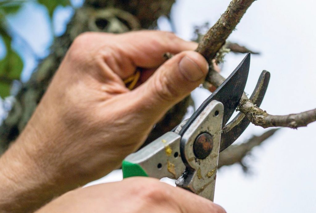 Techniques And Techniques For Spring Garden Pruning