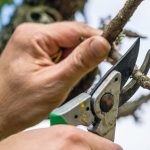 Techniques And Techniques For Spring Garden Pruning