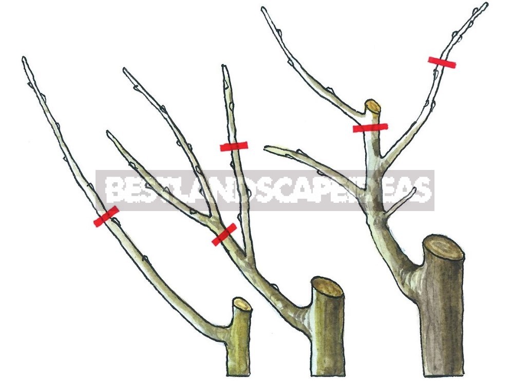 Techniques And Techniques For Spring Garden Pruning