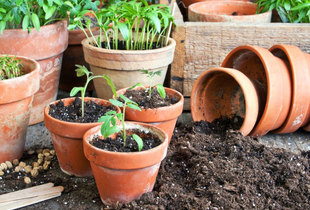 The Ten “deadly sins” When To Picking Tomatoes