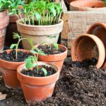 The Ten “deadly sins” When To Picking Tomatoes