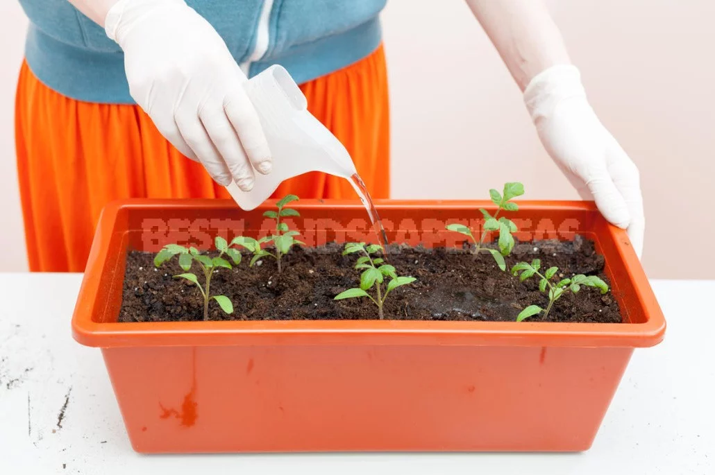 The Ten "deadly sins" When To Picking Tomatoes