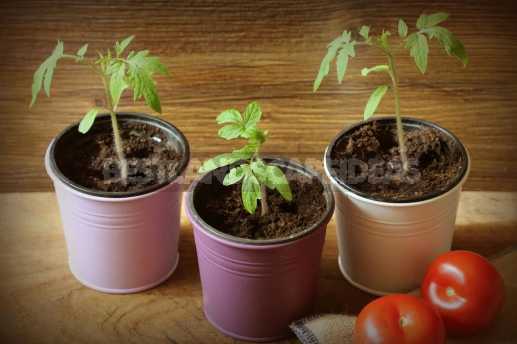 The Ten "deadly sins" When To Picking Tomatoes