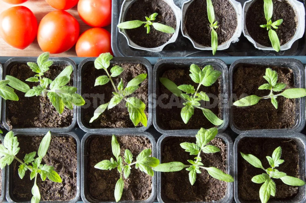 The Ten "deadly sins" When To Picking Tomatoes