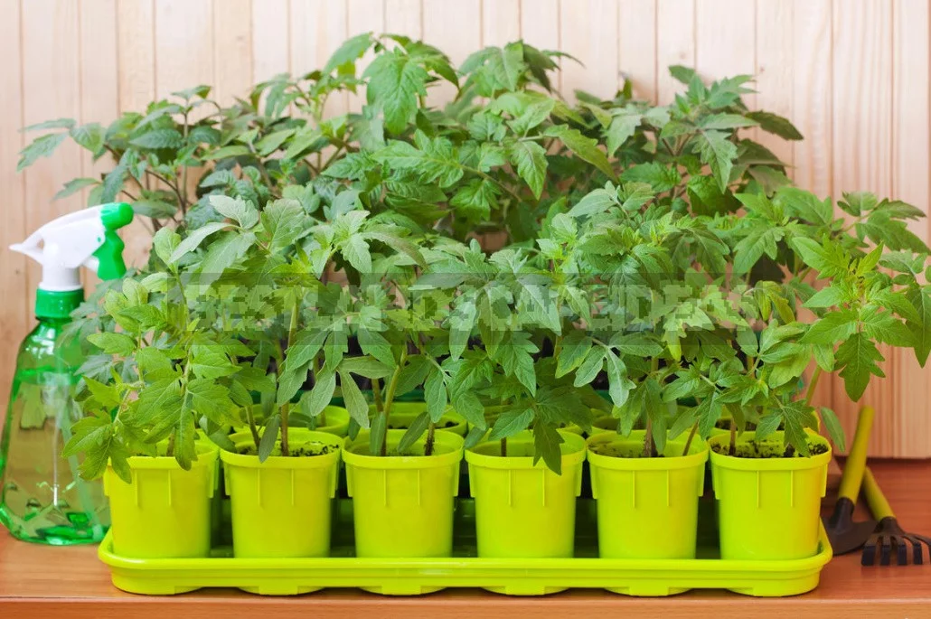 The Ten "deadly sins" When To Picking Tomatoes
