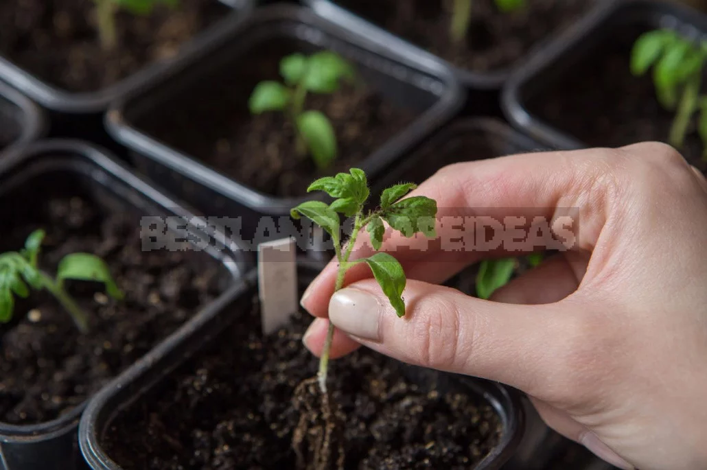 The Ten "deadly sins" When To Picking Tomatoes
