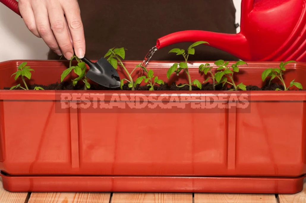 The Ten "deadly sins" When To Picking Tomatoes