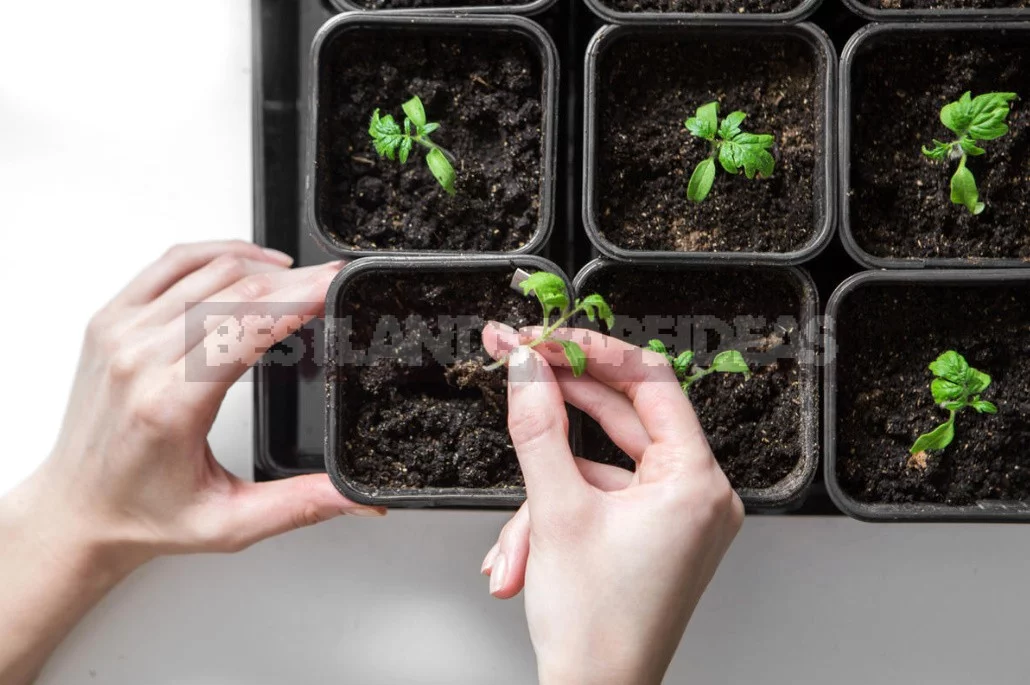 The Ten "deadly sins" When To Picking Tomatoes