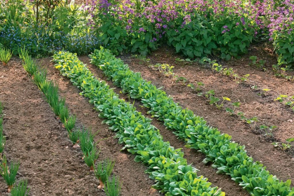 The Magic Power Of Spinach