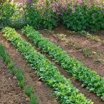 The Magic Power Of Spinach