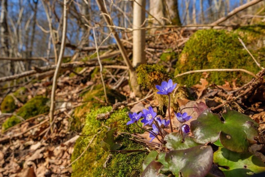 The most beautiful and pretty plants. Enjoy, but don’t tear!