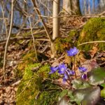 The most beautiful and pretty plants. Enjoy, but don’t tear!