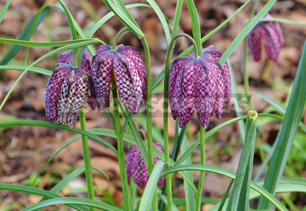 The most beautiful and pretty plants. Enjoy, but don't tear!