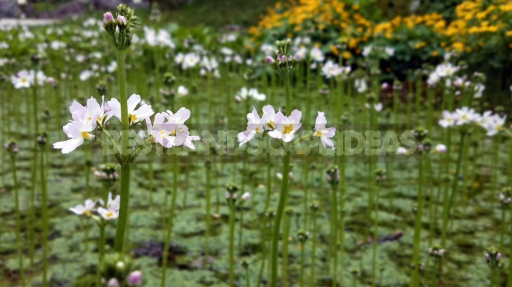 The most beautiful and pretty plants. Enjoy, but don't tear!