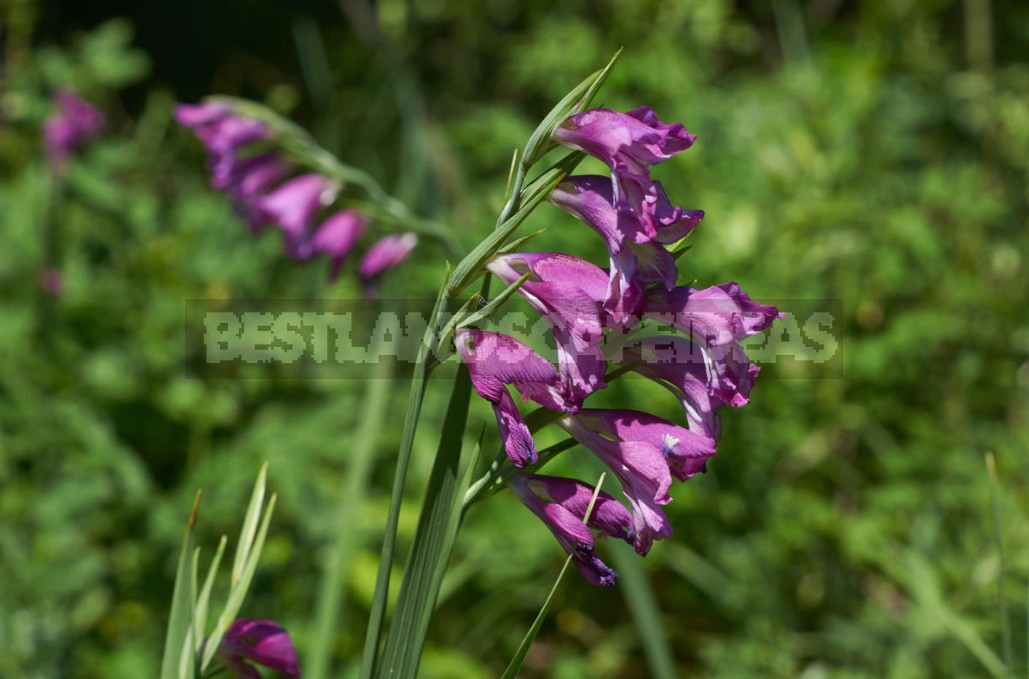 The most beautiful and pretty plants. Enjoy, but don't tear!