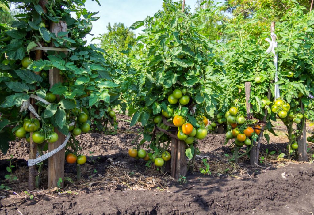 Tomatoes Without Seedlings: Is It Worth It? (Part 1)