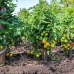 Tomatoes Without Seedlings: Is It Worth It? (Part 1)
