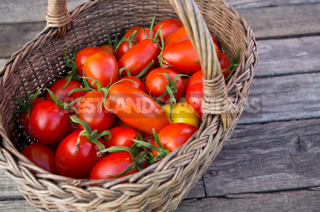 Tomatoes Without Seedlings: Is It Worth It? (Part 2)