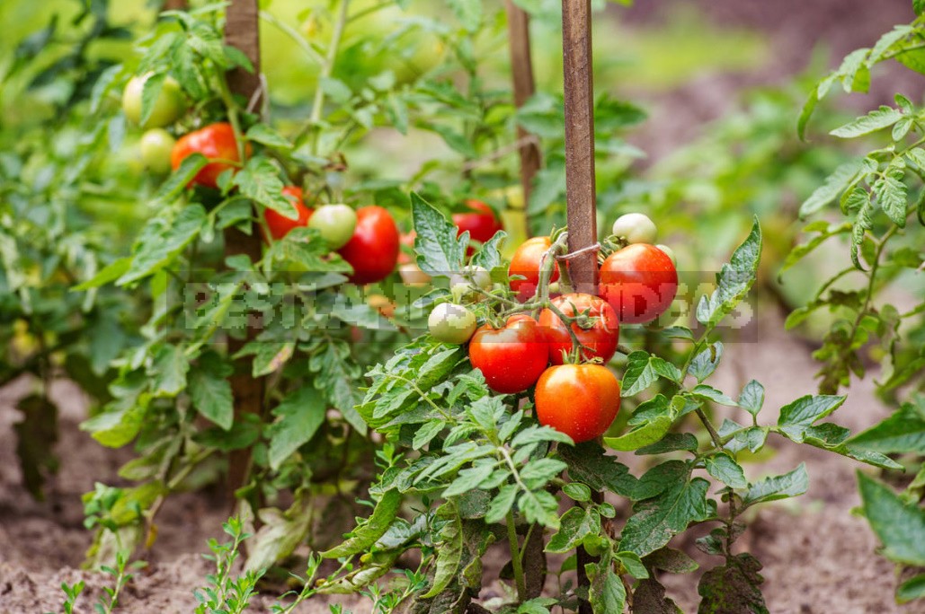Tomatoes Without Seedlings: Is It Worth It? (Part 1)