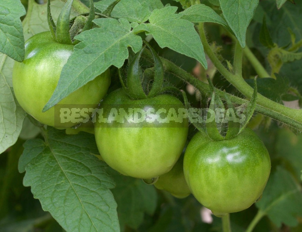 Tomatoes Without Seedlings: Is It Worth It? (Part 1)