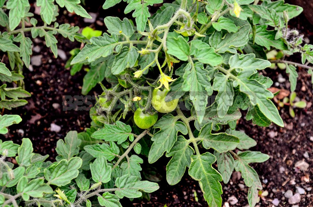 Tomatoes Without Seedlings: Is It Worth It? (Part 2)