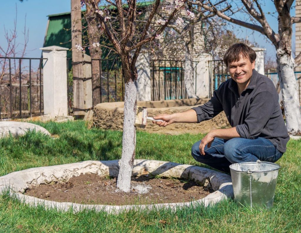 Tools For Whitewashing Garden Trees