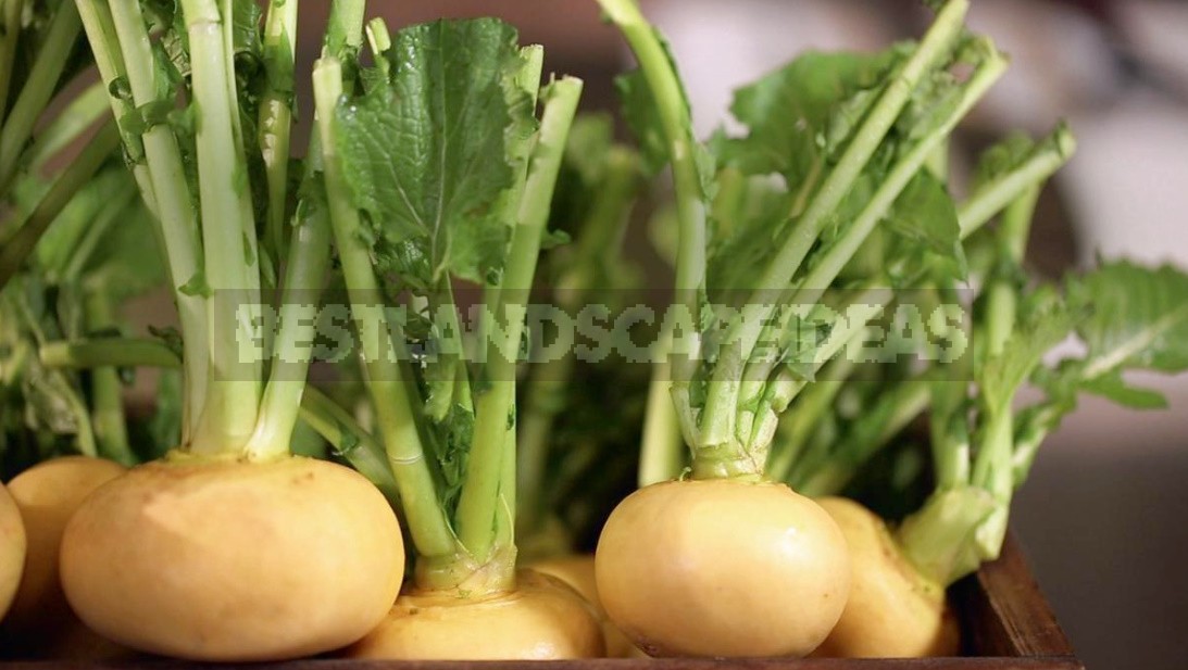 Turnip Varieties: Choose The Taste And Color
