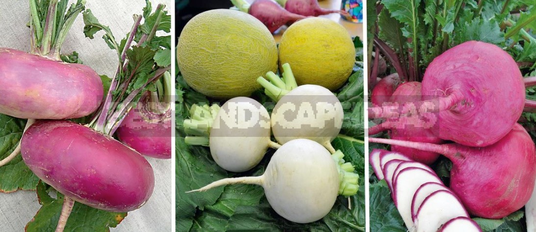 Turnip Varieties: Choose The Taste And Color