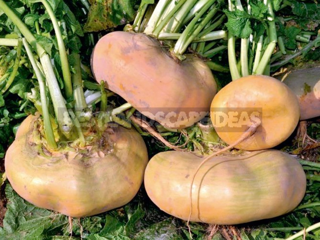 Turnip Varieties: Choose The Taste And Color
