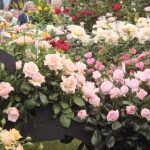 Varieties Worthy Of Attention: Choose Hybrid Tea And Floribund Roses (Part 1)