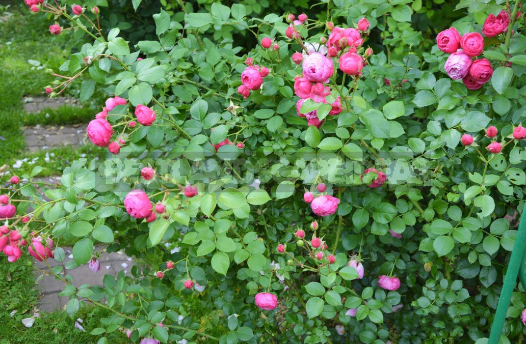 Varieties Worthy Of Attention: Choose Hybrid Tea And Floribund Roses (Part 2)