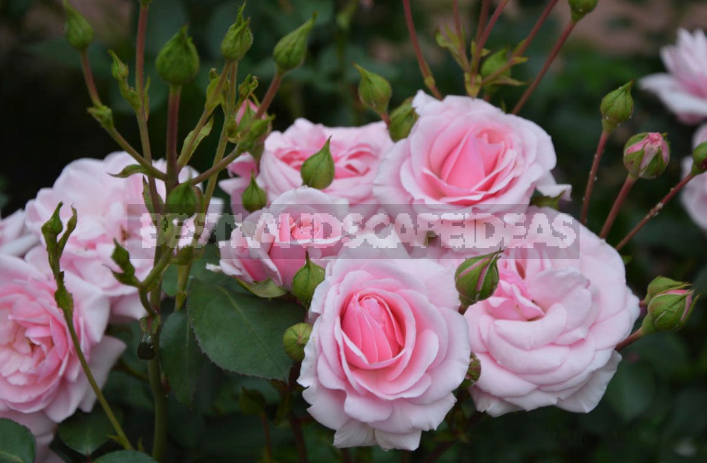 Varieties Worthy Of Attention: Choose Hybrid Tea And Floribund Roses (Part 2)