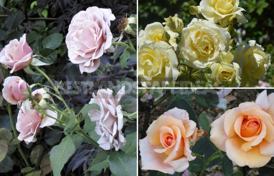 Varieties Worthy Of Attention: Choose Hybrid Tea And Floribund Roses (Part 1)