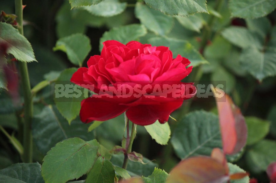 Varieties Worthy Of Attention: Choose Hybrid Tea And Floribund Roses (Part 1)