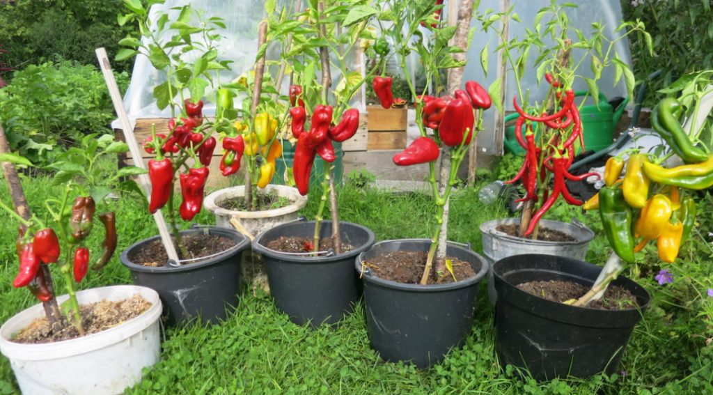 Vegetable Garden In Containers: Growing Vegetables In Old Buckets And Basins (Part 2)