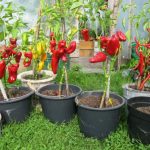 Vegetable Garden In Containers: Growing Vegetables In Old Buckets And Basins (Part 1)