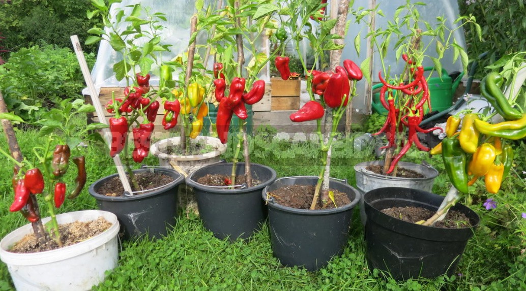 Vegetable Garden In Containers: Growing Vegetables In Old Buckets And ...