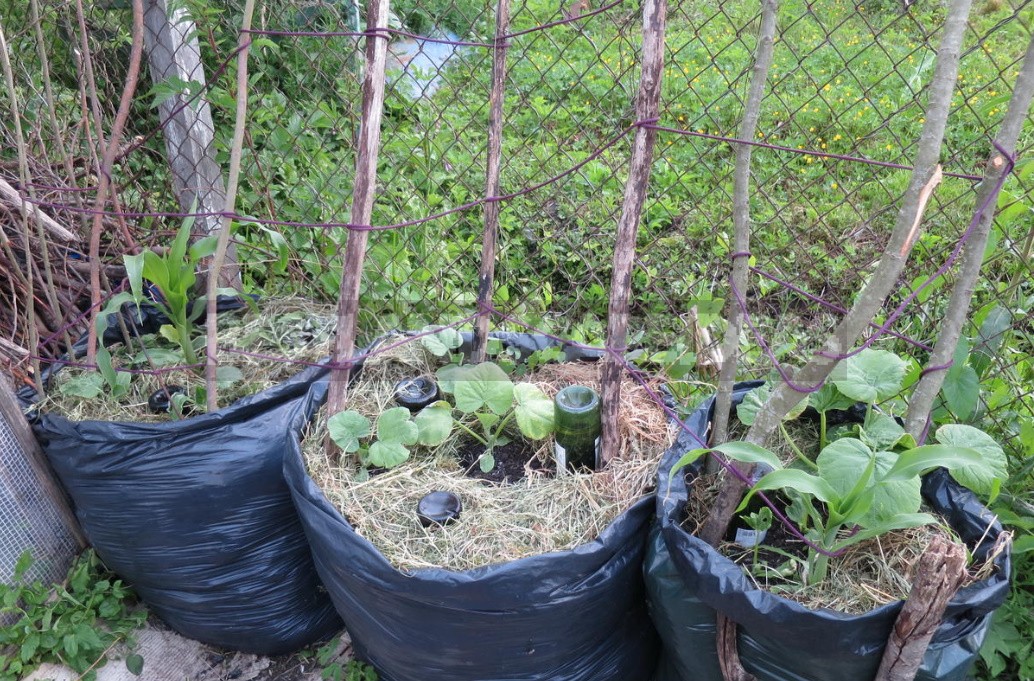 Vegetable Garden In Containers: Growing Vegetables In Old Buckets And Basins (Part 2)