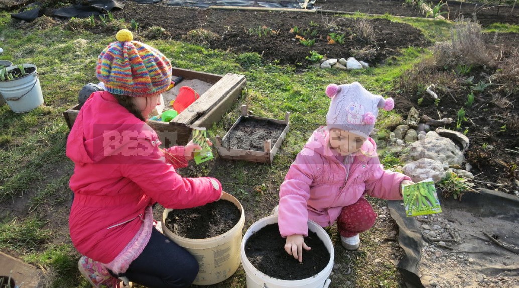 Vegetable Garden In Containers: Growing Vegetables In Old Buckets And Basins (Part 1)