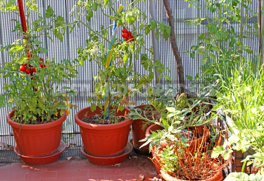 Vegetable Garden In Containers: Growing Vegetables In Old Buckets And Basins (Part 1)
