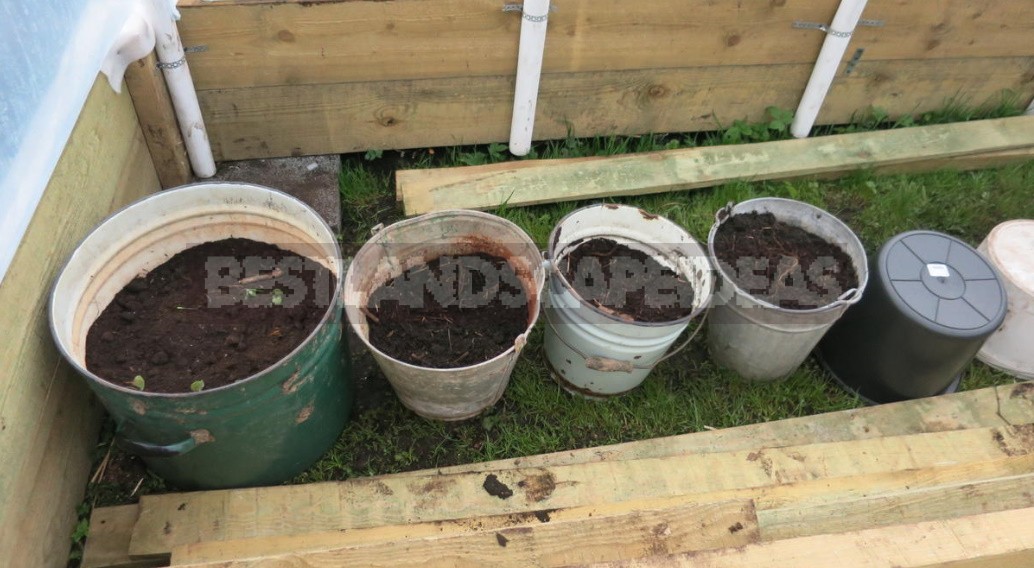 Vegetable Garden In Containers: Growing Vegetables In Old Buckets And Basins (Part 1)