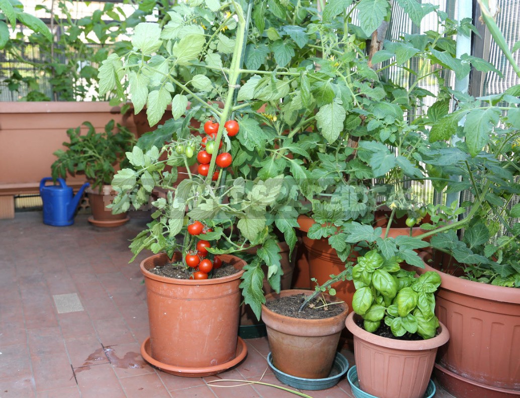 Vegetable Garden In Containers: Growing Vegetables In Old Buckets And Basins (Part 1)