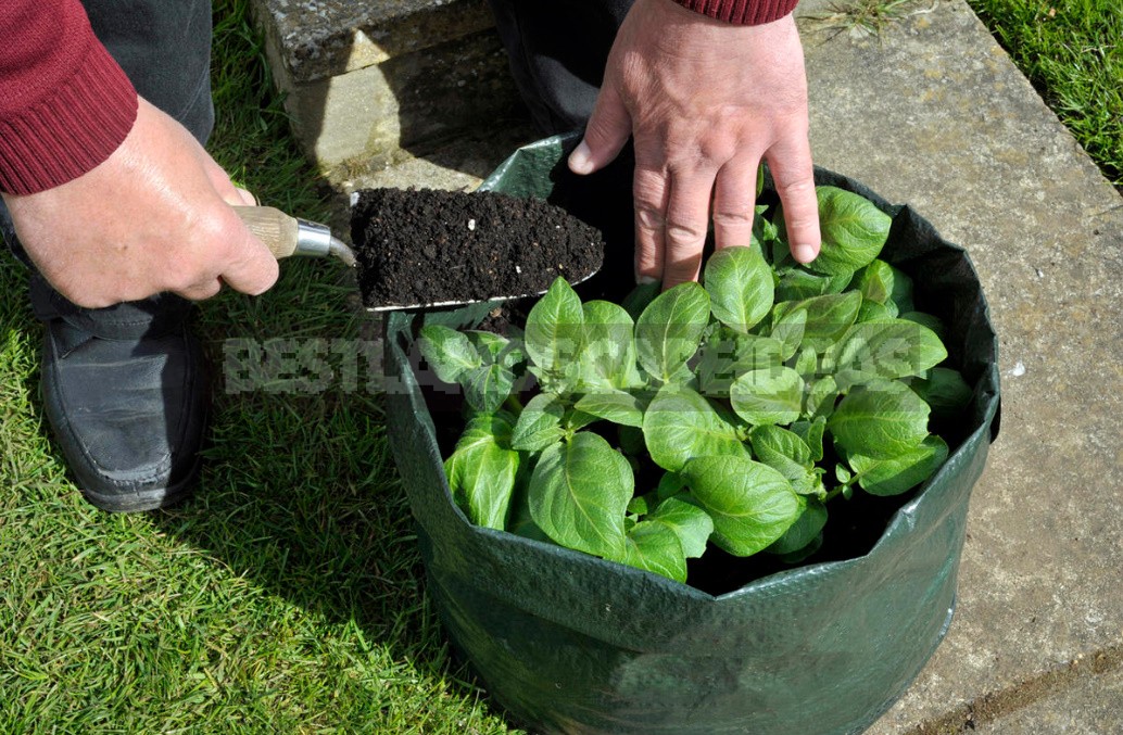 Vegetable Garden In Containers: Growing Vegetables In Old Buckets And Basins (Part 1)