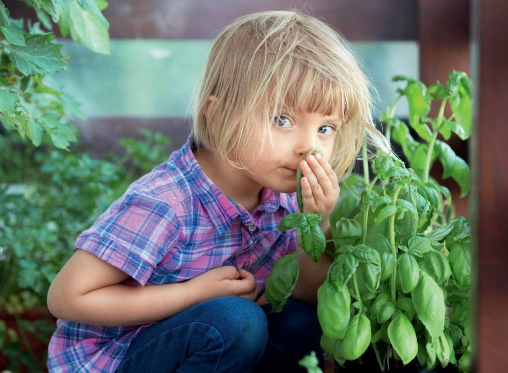 What Does Basil Smell Like? Choose The Most Flavorful Varieties