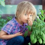 What Does Basil Smell Like? Choose The Most Flavorful Varieties