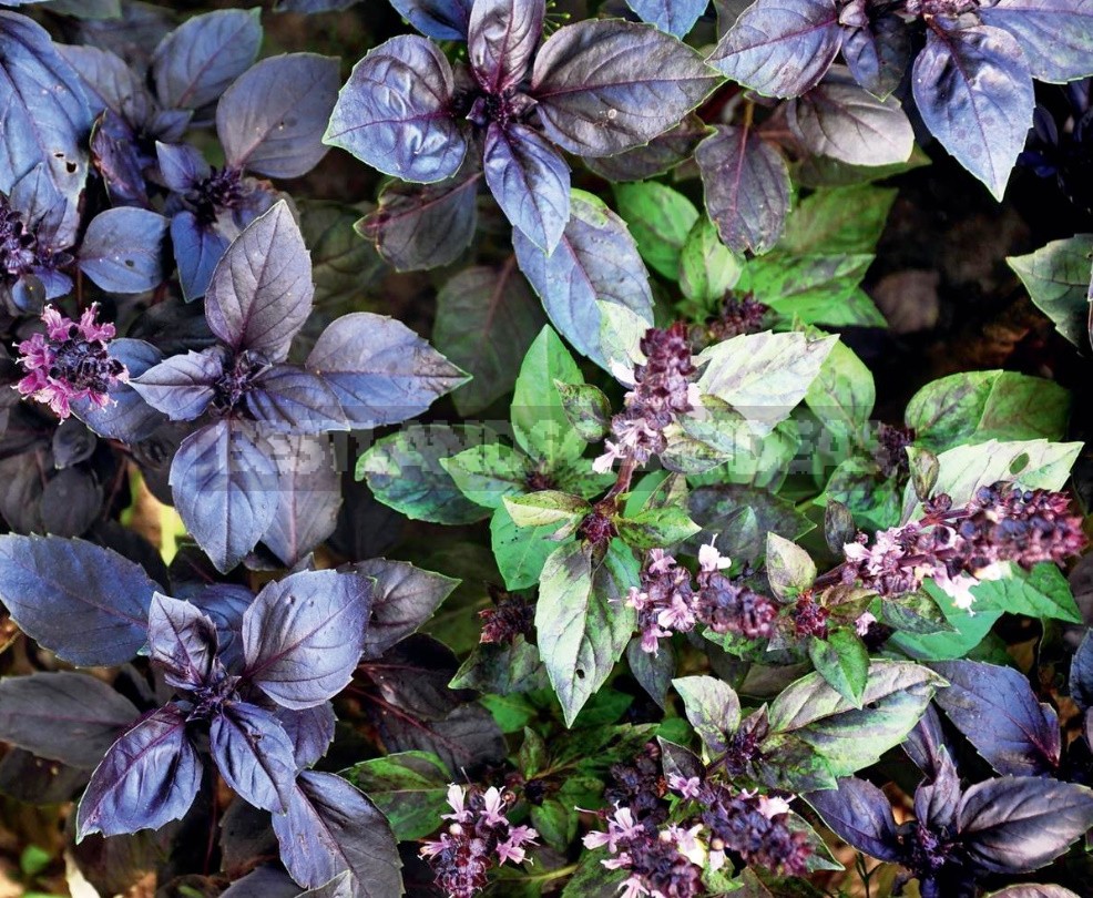 What Does Basil Smell Like? Choose The Most Flavorful Varieties