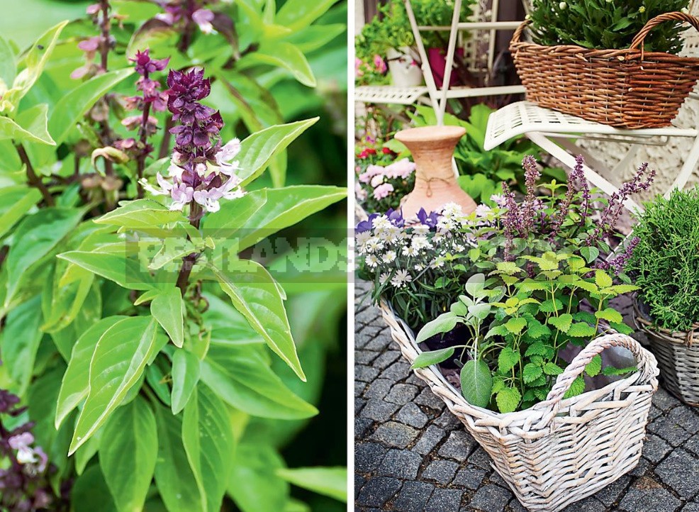 What Does Basil Smell Like? Choose The Most Flavorful Varieties