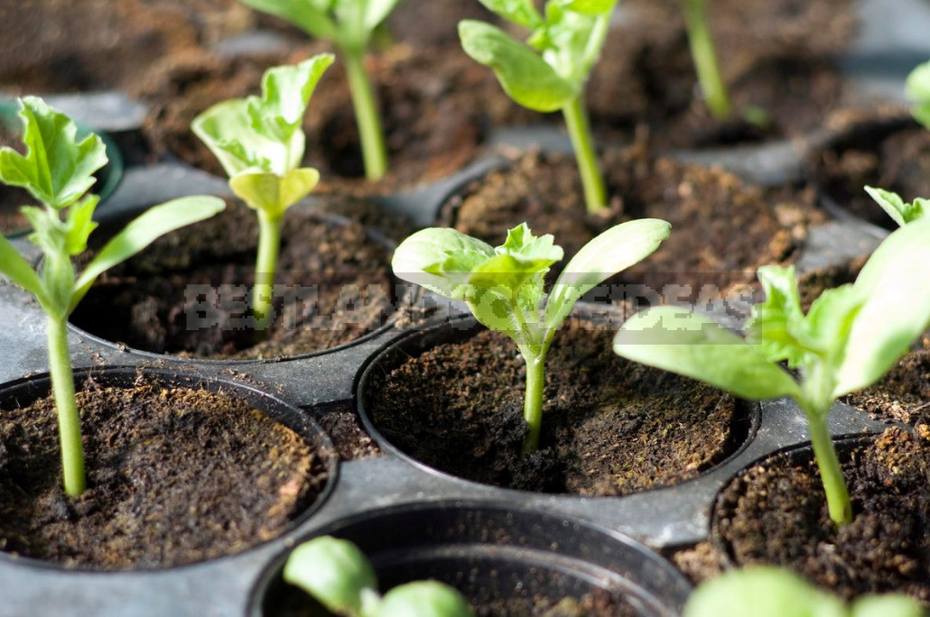 What Should Be The Ideal Soil For Seedlings