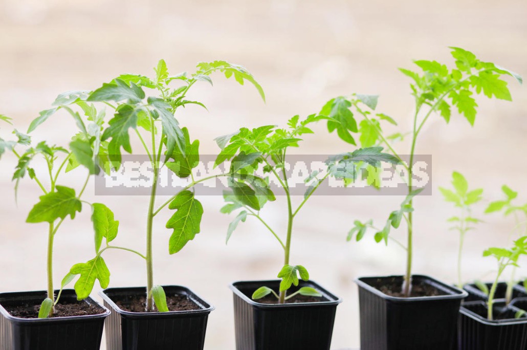 What Should Be The Ideal Soil For Seedlings